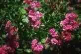 Photo of Rosa cathayensis (Rosa cathayensiss)
