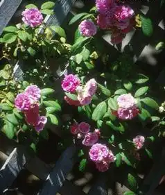 Photo of Rosa cathayensis (Rosa cathayensiss)