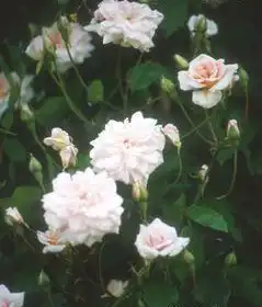 Фото Rosa 'Cecile Brunner' (Rosa 'Cecile Brunner's)