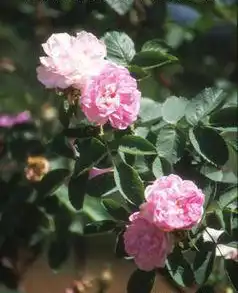 Photo of Rosa 'Celestial' (Rosa 'Celestial's)