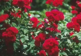Foto de Rosa 'Chevy Chase' (Rosa 'Chevy Chase's)