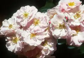 Photo of Rosa 'CHEWily' (Rosa 'CHEWily's)