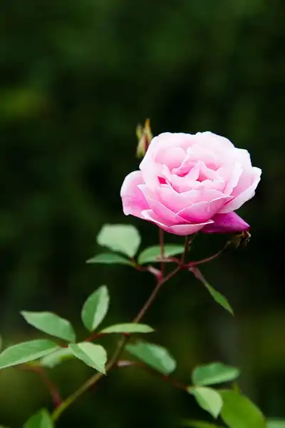 Photo of Rosa chinensis (Rosa chinensiss)