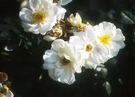 Foto de Rosa 'City of York' (Rosa 'City of York's)