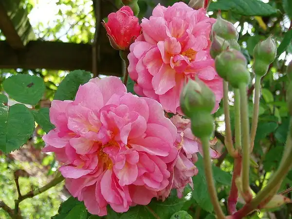 Photo of Rosa 'Cornelia' (Rosa 'Cornelia's)
