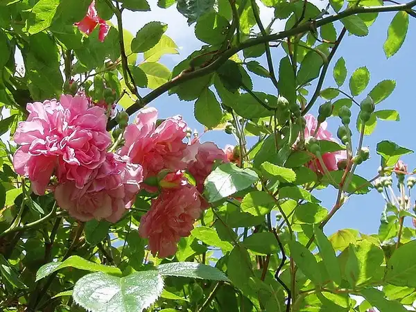 Photo of Rosa 'Cornelia' (Rosa 'Cornelia's)