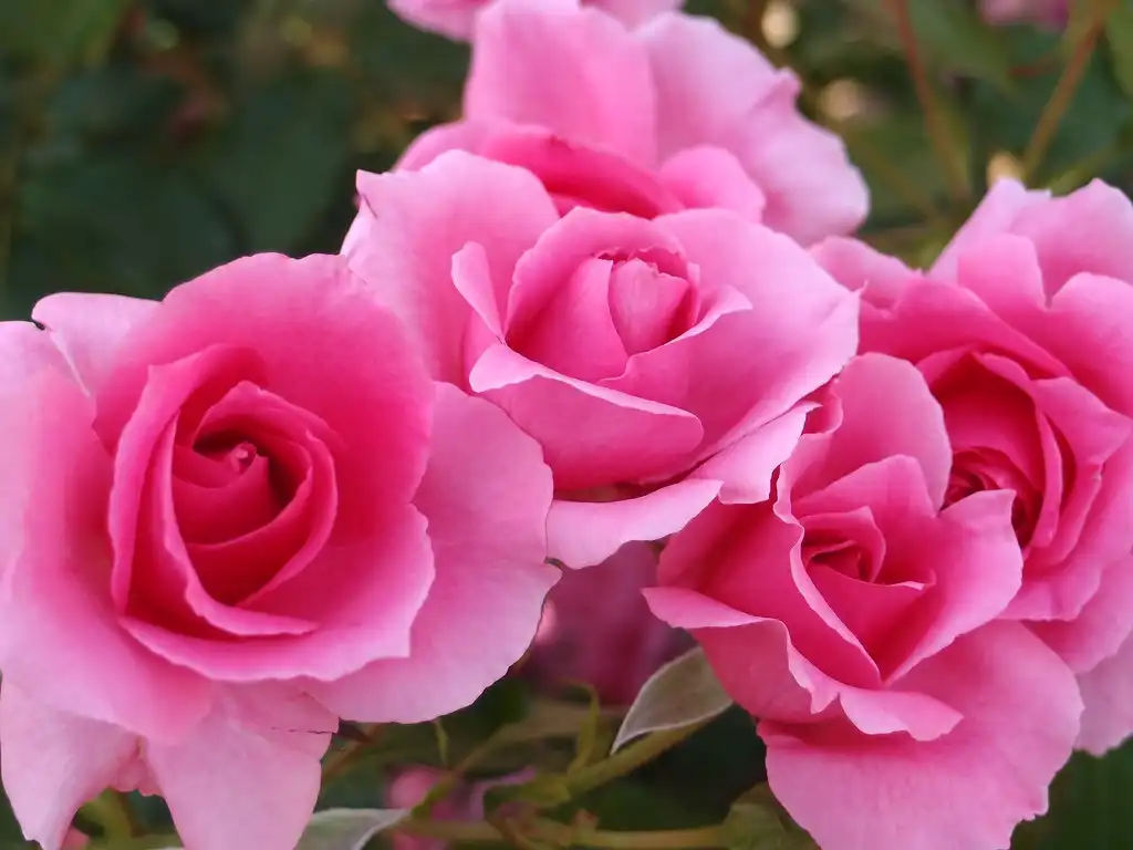Photo of Rosa 'Country Dancer' (Rosa 'Country Dancer's)