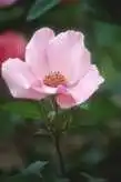 Foto de Rosa 'Dainty Bess' (Rosa 'Dainty Bess's)