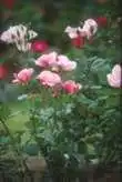 Foto de Rosa 'Dainty Bess' (Rosa 'Dainty Bess's)