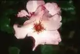 Foto de Rosa 'Dainty Bess' - :