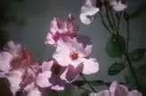 Foto de Rosa 'Dainty Bess' - :
