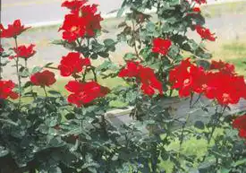 Photo of Rosa 'DELmur' (Rosa 'DELmur's)