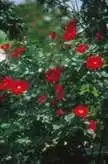 Photo of Rosa 'DELmur' (Rosa 'DELmur's)