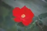 Photo of Rosa 'DELmur' - Flower: