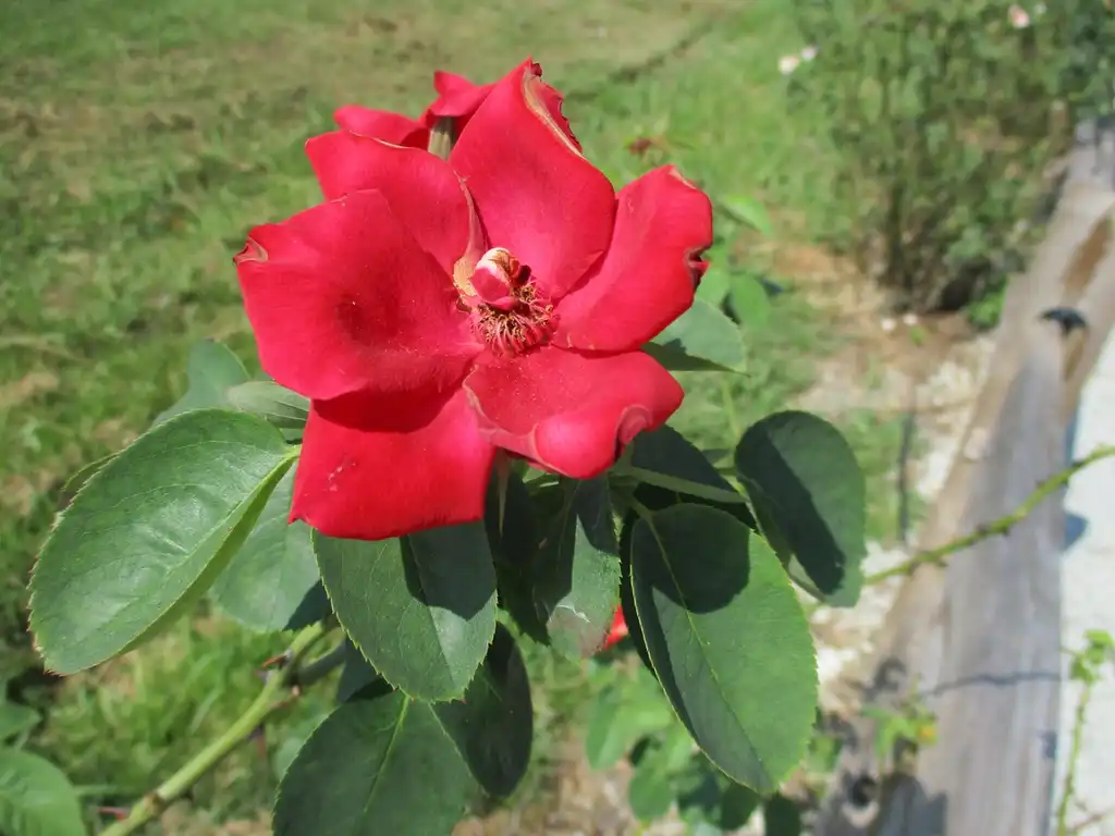 Photo of Rosa 'DELmur' - Flower and leaves taken in Summer:Tom Glasgow