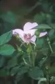 Photo of Rosa 'DEVrudi' (Rosa 'DEVrudi's)