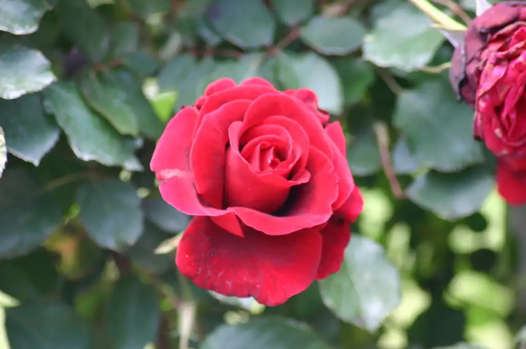 Foto de Rosa 'Don Juan' (Rosa 'Don Juan's)