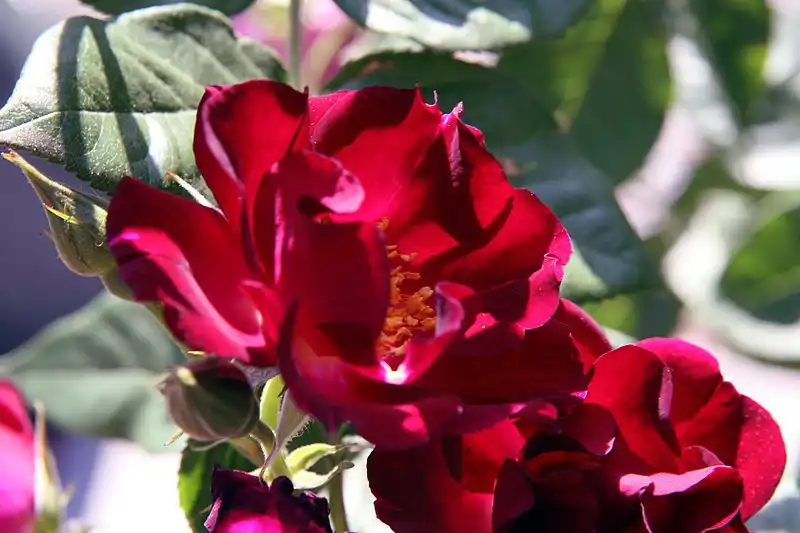 Foto de Rosa 'Don Juan' (Rosa 'Don Juan's)