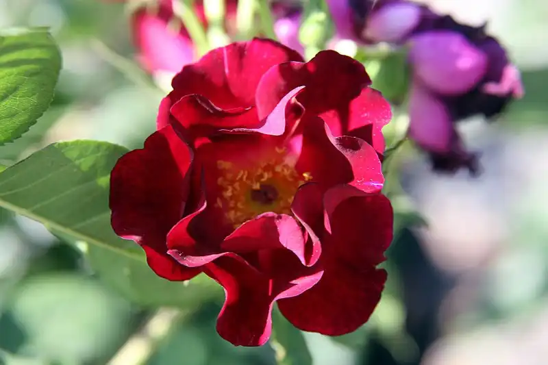 Foto de Rosa 'Don Juan' - Flower close up:David J. Stang
