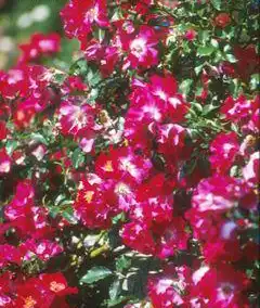 Фото Rosa 'Dortmund' (Rosa 'Dortmund's)