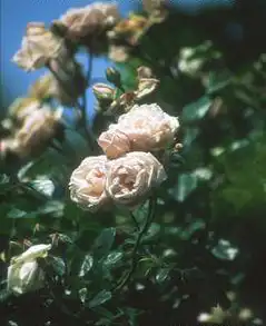 Foto de Rosa 'Dr. W. van Fleet' (Rosa 'Dr. W. van Fleet's)