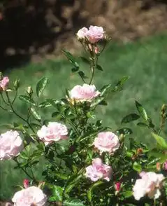 Photo of Rosa 'Echo' (Rosa 'Echo's)