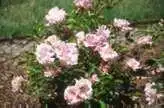 Photo of Rosa 'Echo' (Rosa 'Echo's)