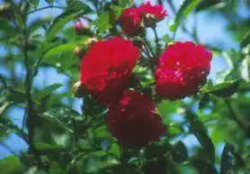 Фото Rosa 'Excelsa' (Rosa 'Excelsa's)