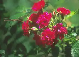 Foto de Rosa 'F. J. Grootendorst' (Rosa 'F. J. Grootendorst's)