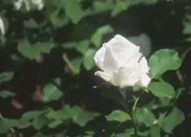 Фото Rosa 'F. K. Druschki' (Rosa 'F. K. Druschki's)