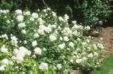 Фото Rosa 'F. K. Druschki' (Rosa 'F. K. Druschki's)