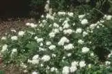 Фото Rosa 'F. K. Druschki' - :