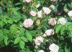 Фото Rosa 'Fantin-Latour' (Rosa 'Fantin-Latour's)