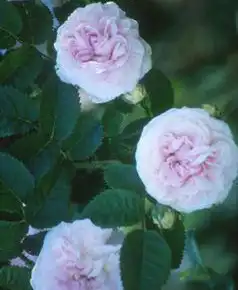 Photo of Rosa 'Felicite Parmentier Alba' (Rosa 'Felicite Parmentier Alba's)
