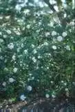 Photo of Rosa 'Felicite Parmentier Alba' (Rosa 'Felicite Parmentier Alba's)