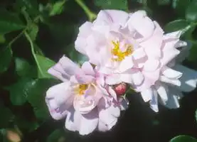 Foto de Rosa 'Flower Carpet Appleblossom' (Rosa 'Flower Carpet Appleblossom's)