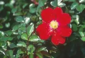 Foto de Rosa 'Flower Carpet Red' (Rosa 'Flower Carpet Red's)