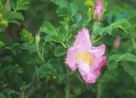 Foto de Rosa 'Frau Dagmar Hastrup' (Rosa 'Frau Dagmar Hastrup's)