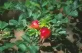 Foto de Rosa 'Frau Dagmar Hastrup' (Rosa 'Frau Dagmar Hastrup's)
