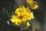 Photo of Rosa 'Golden Showers' (Rosa 'Golden Showers's)