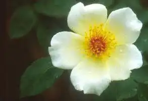 Photo of Rosa 'Golden Wings' (Rosa 'Golden Wings's)