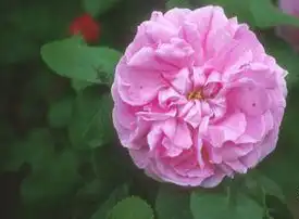 Foto de Rosa 'Gros Choux d' Hollande (Rosa 'Gros Choux d' Hollandes)