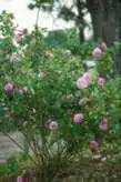 Foto de Rosa 'Gros Choux d' Hollande (Rosa 'Gros Choux d' Hollandes)