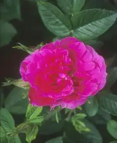 Photo of Rosa 'Hansa' (Rosa 'Hansa's)