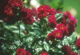 Foto de Rosa 'HARquantum' (Rosa 'HARquantum's)