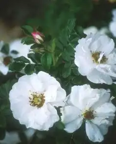 Фото Rosa 'Henry Hudson' (Rosa 'Henry Hudson's)