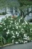 Фото Rosa 'Henry Hudson' (Rosa 'Henry Hudson's)
