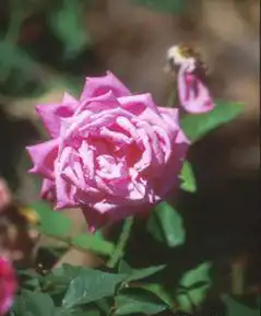 Foto de Rosa 'Hermosa' (Rosa 'Hermosa's)
