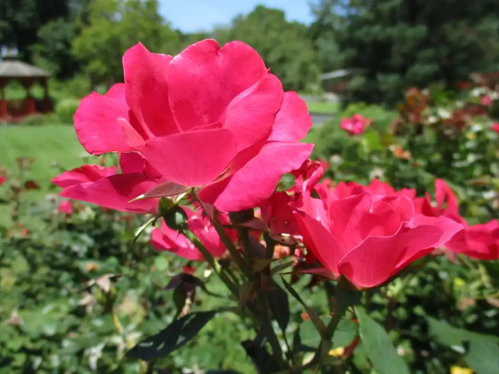 Photo of Rosa hybrida 'Radrazz' PP #11836 (Rosa hybrida 'Radrazz' PP #11836s)