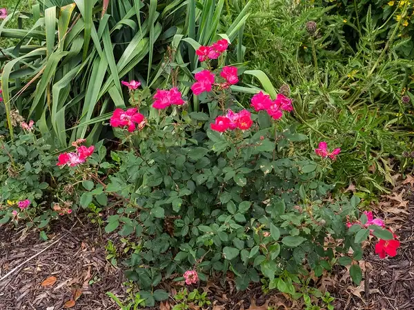 Photo of Rosa hybrida 'Radrazz' PP #11836 (Rosa hybrida 'Radrazz' PP #11836s)
